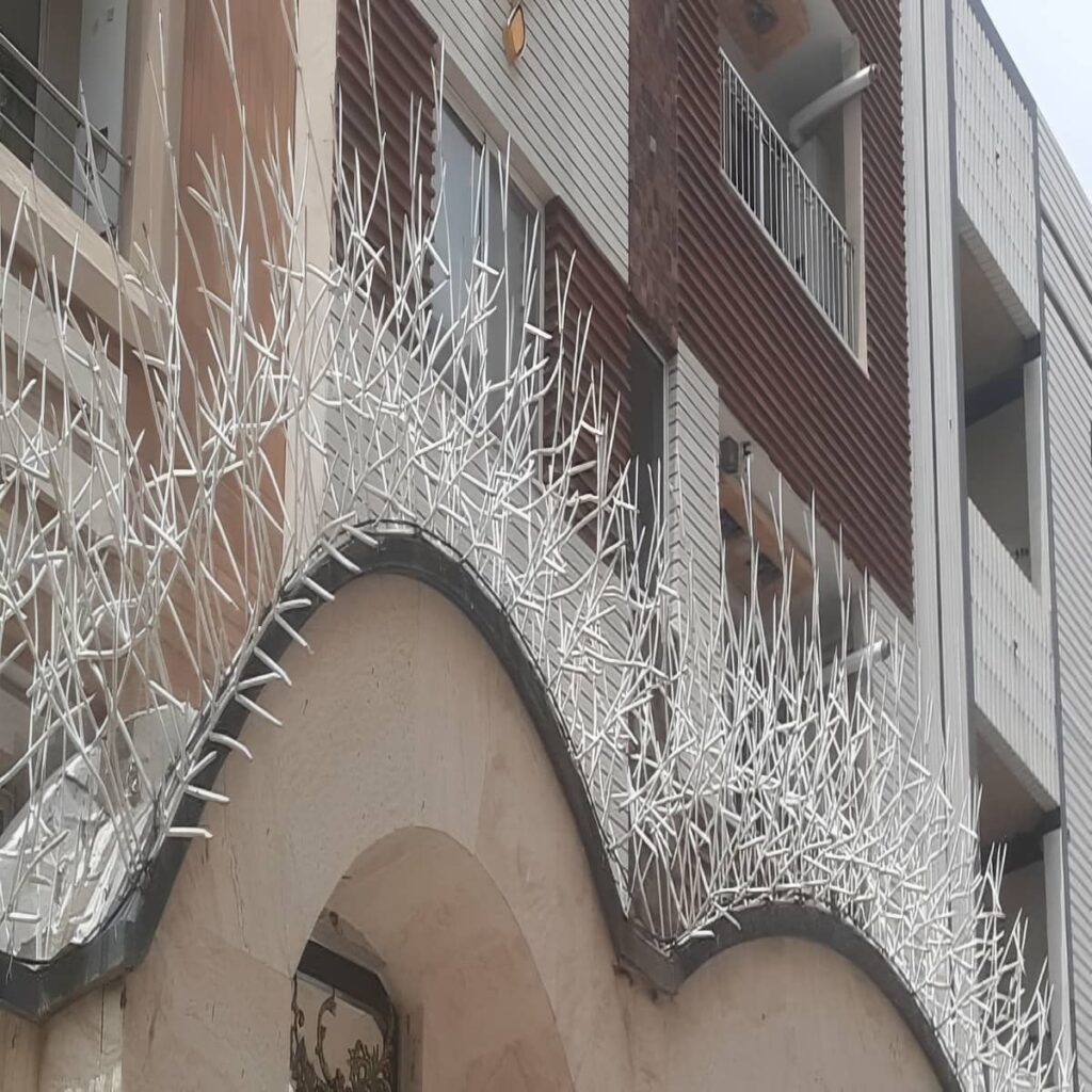 حفاظ شاخ گوزنی در رشت