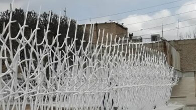 حفاظ شاخ گوزنی در نظرآباد حفاظ شاخ گوزنی در نظرآباد