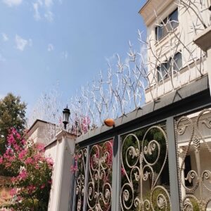 حفاظ شاخ گوزنی در آمل