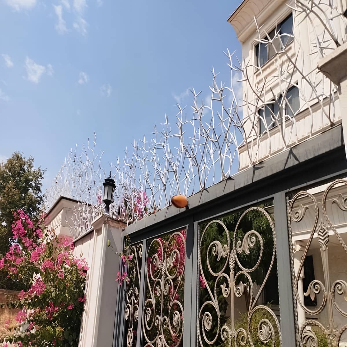 حفاظ شاخ گوزنی در آمل