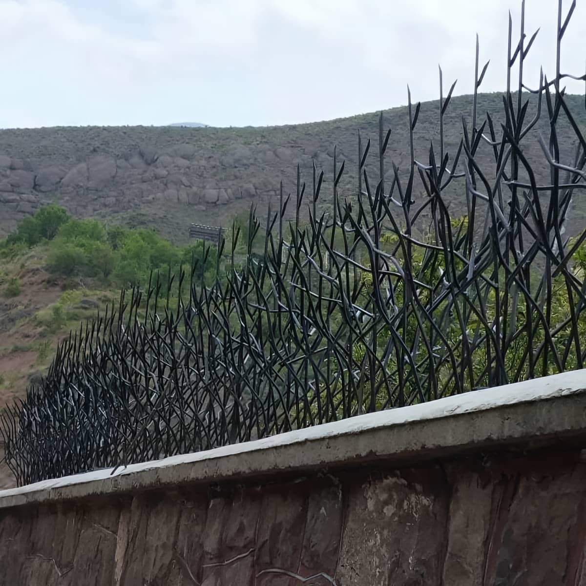 حفاظ شاخ گوزنی در بوشهر