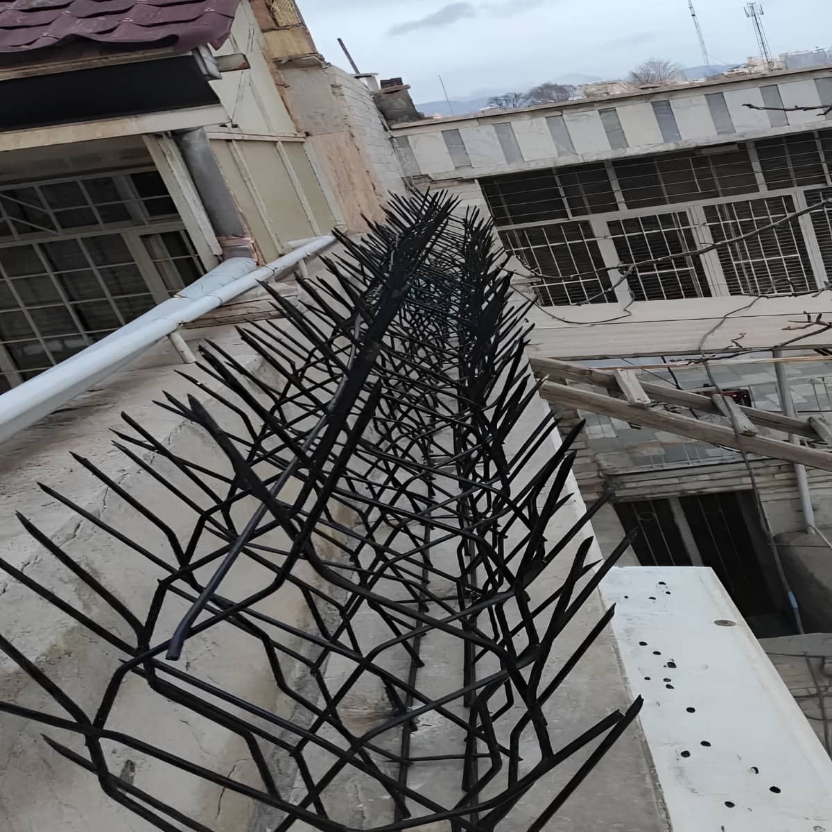 حفاظ شاخ گوزنی در آبادان