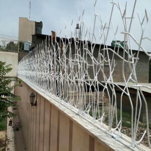 حفاظ شاخ گوزنی در سیرجان