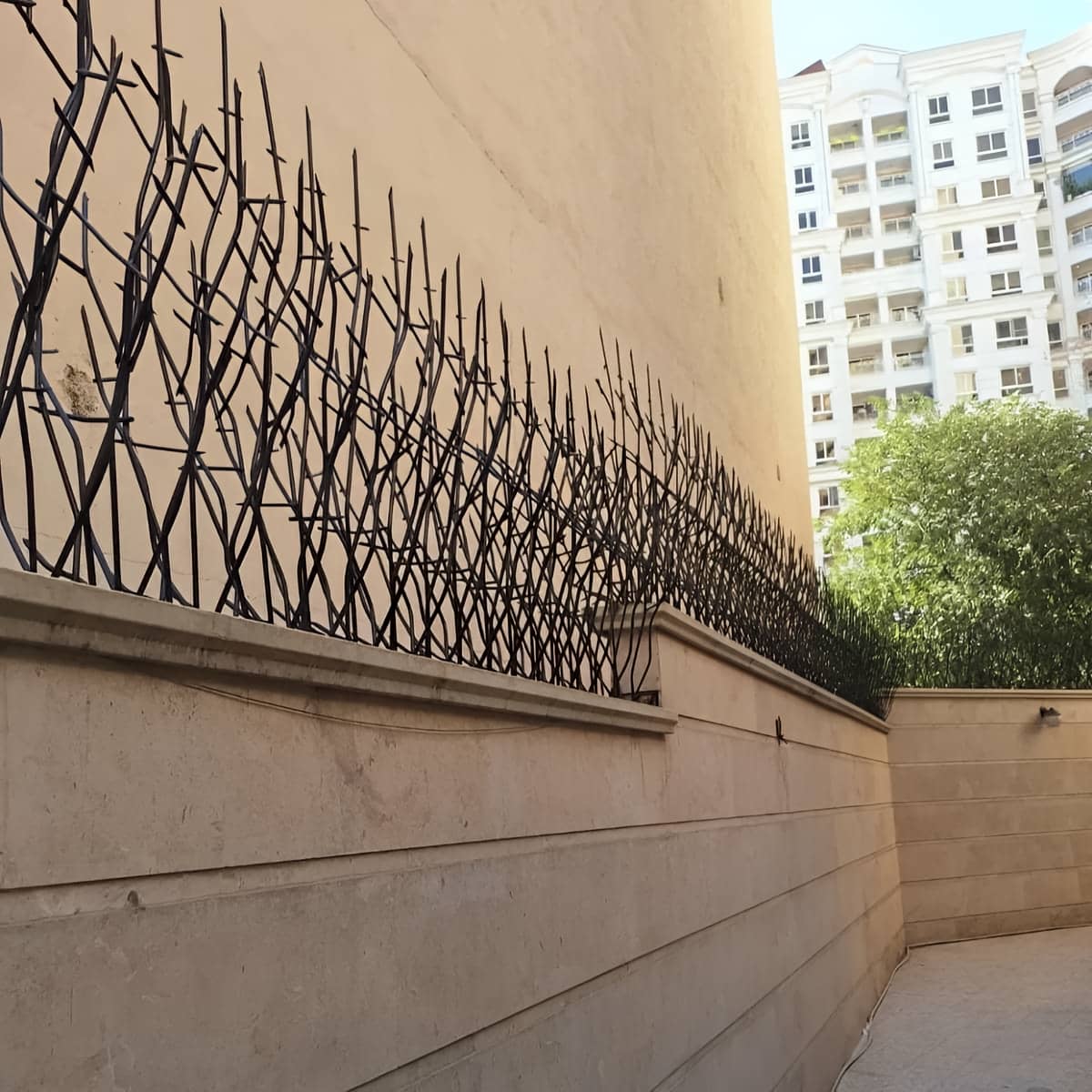 حفاظ شاخ گوزنی در بابل