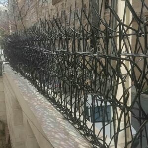 حفاظ شاخ گوزنی در استان گلستان