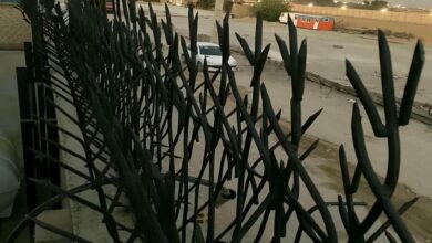 حفاظ شاخ گوزنی در دماوند حفاظ شاخ گوزنی در دماوند