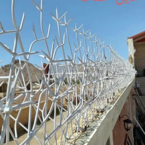 حفاظ شاخ گوزنی در گنبدکاووس