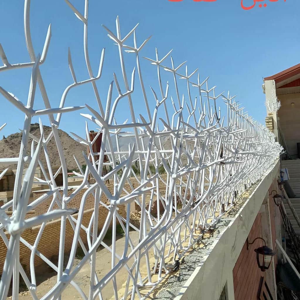 حفاظ شاخ گوزنی در گنبدکاووس
