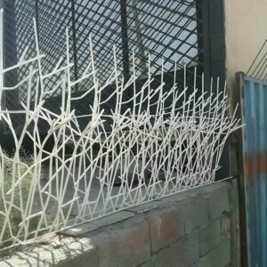 حفاظ شاخ گوزنی در لواسان
