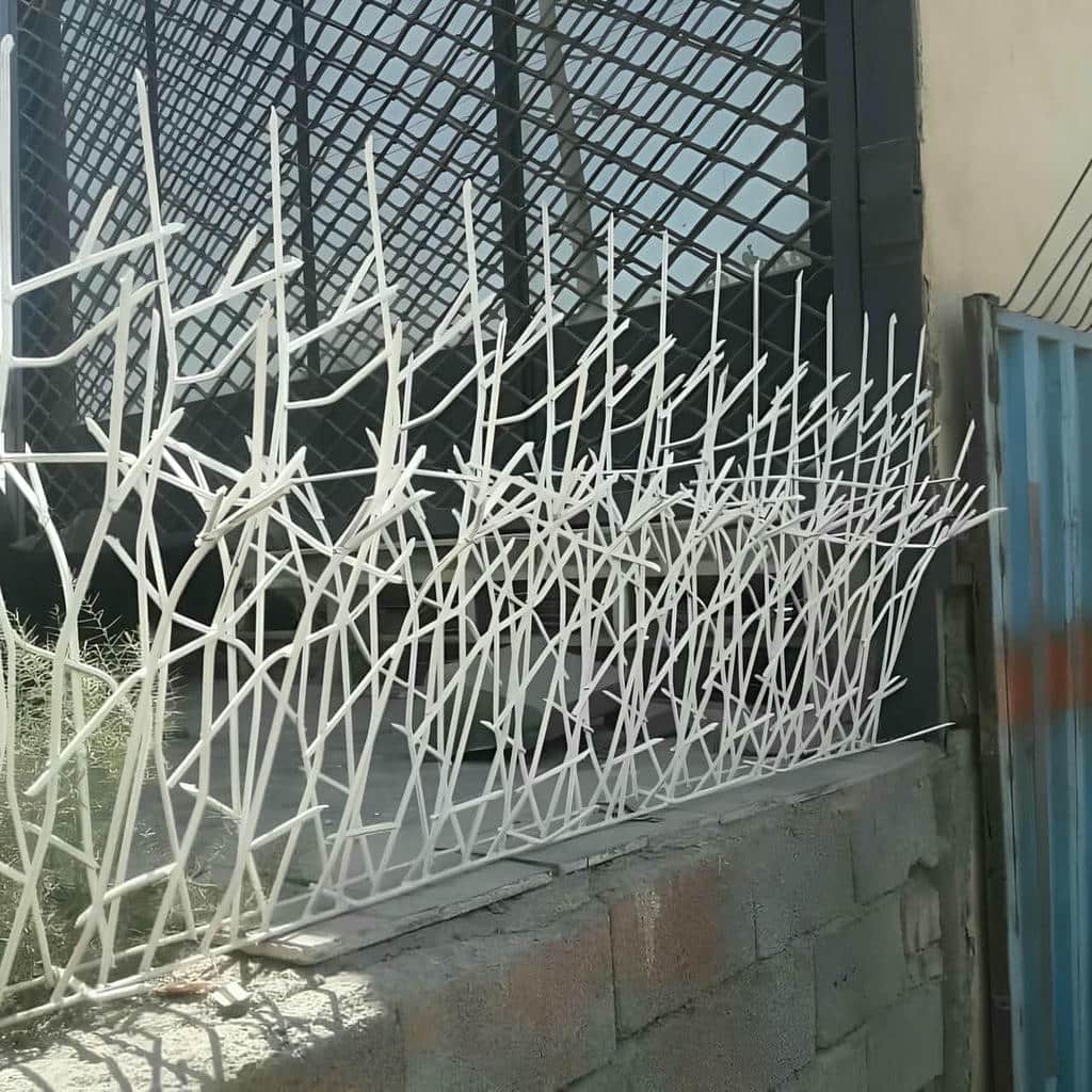 حفاظ شاخ گوزنی در لواسان