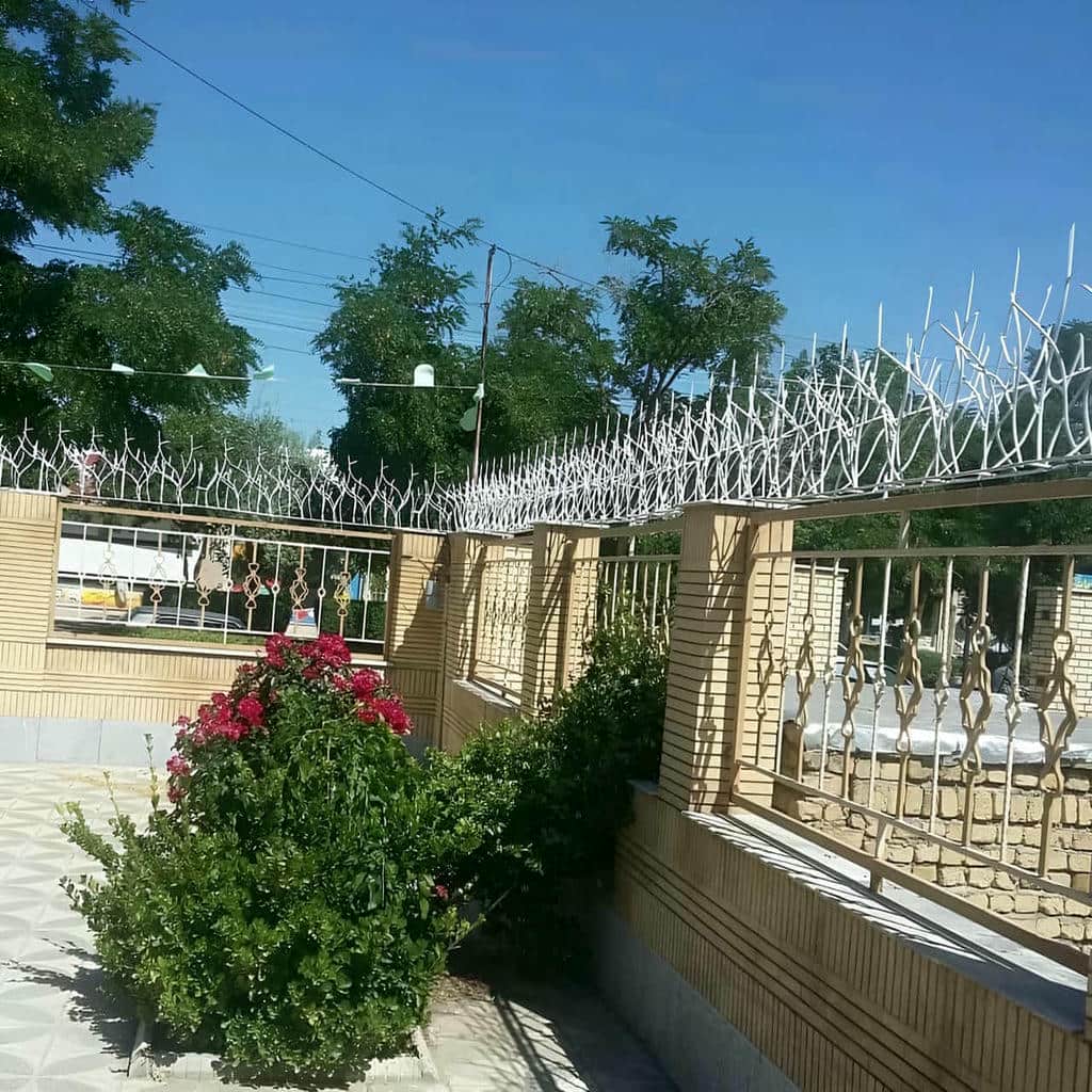 حفاظ شاخ گوزنی در رفسنجان