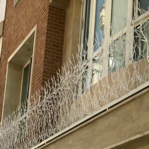 حفاظ شاخ گوزنی در استان خوزستان