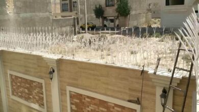 حفاظ شاخ گوزنی در اردبیل