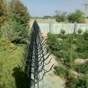 حفاظ شاخ گوزنی در ساری