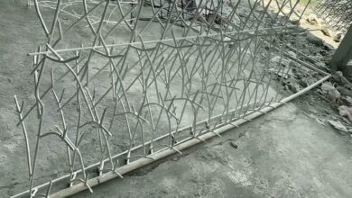 حفاظ شاخ گوزنی در قائمشهر