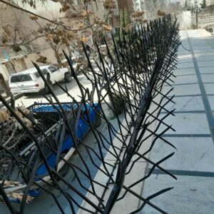 حفاظ شاخ گوزنی در یزد