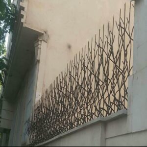 حفاظ شاخ گوزنی در ایلام