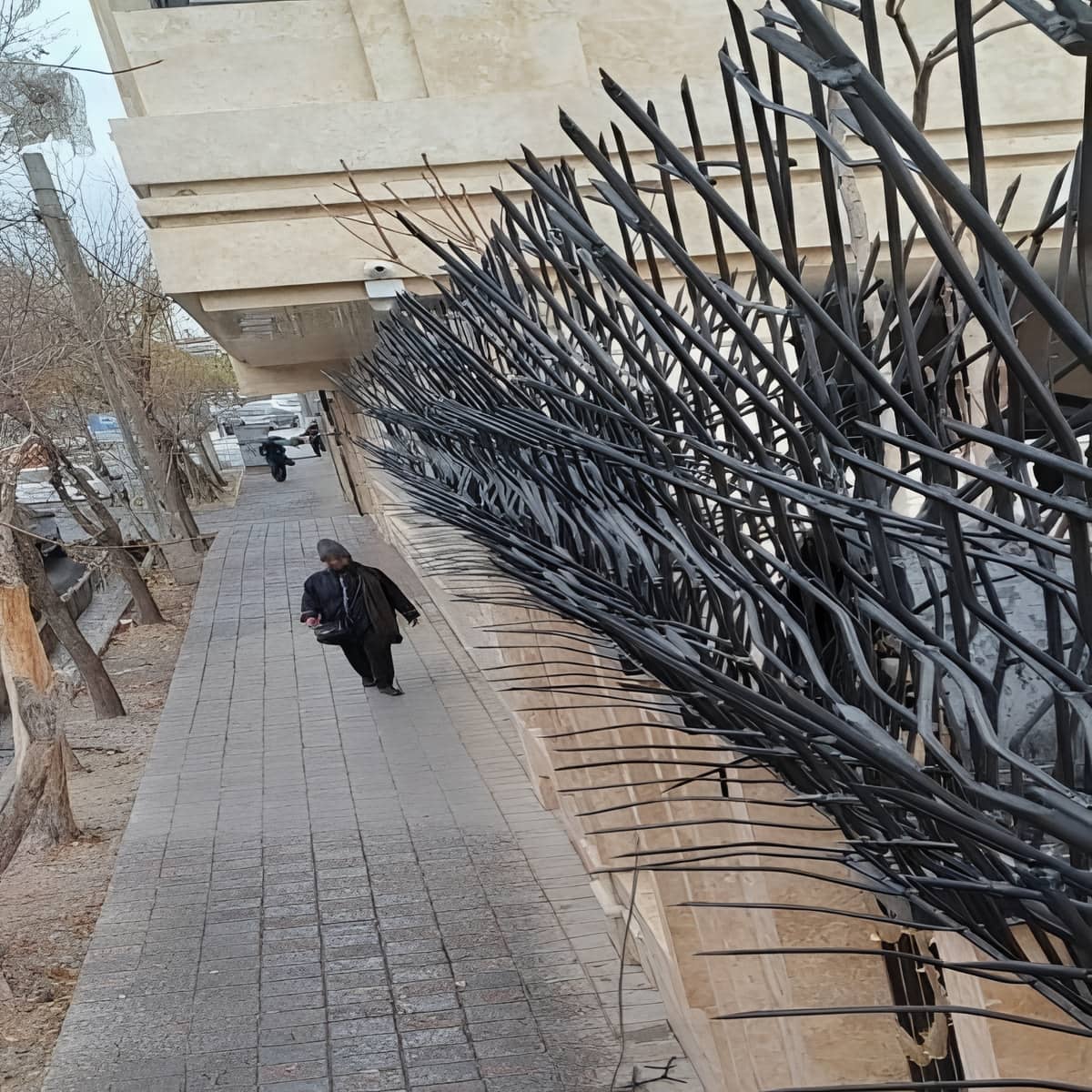 حفاظ شاخ گوزنی در گرگان