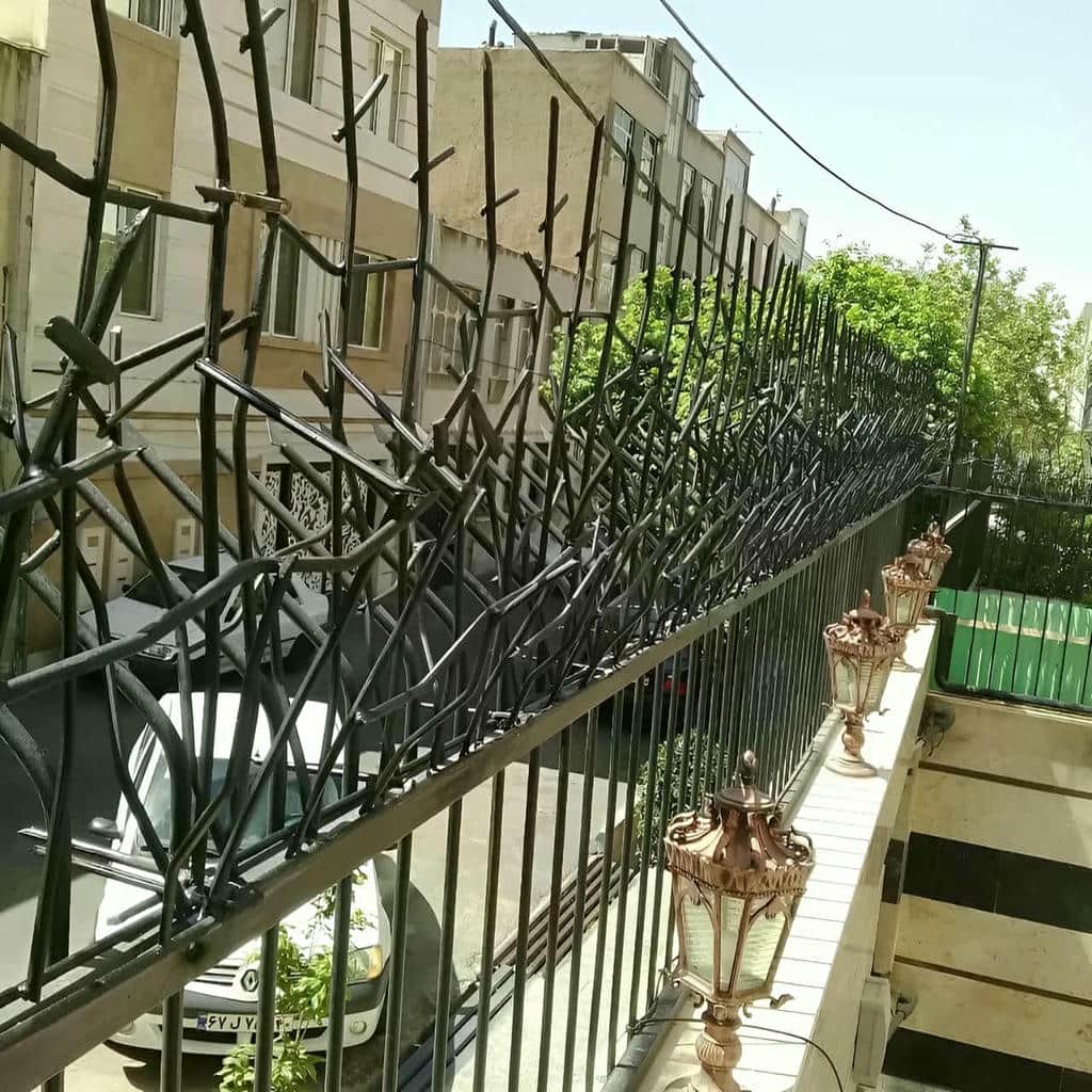 حفاظ شاخ گوزنی در ایرانشهر