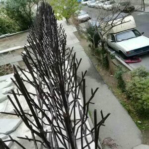 حفاظ شاخ گوزنی در کیش