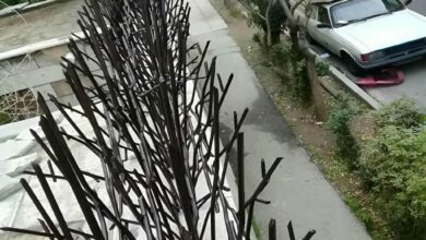 حفاظ شاخ گوزنی در کیش