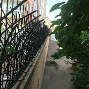 حفاظ شاخ گوزنی در بندر چابهار