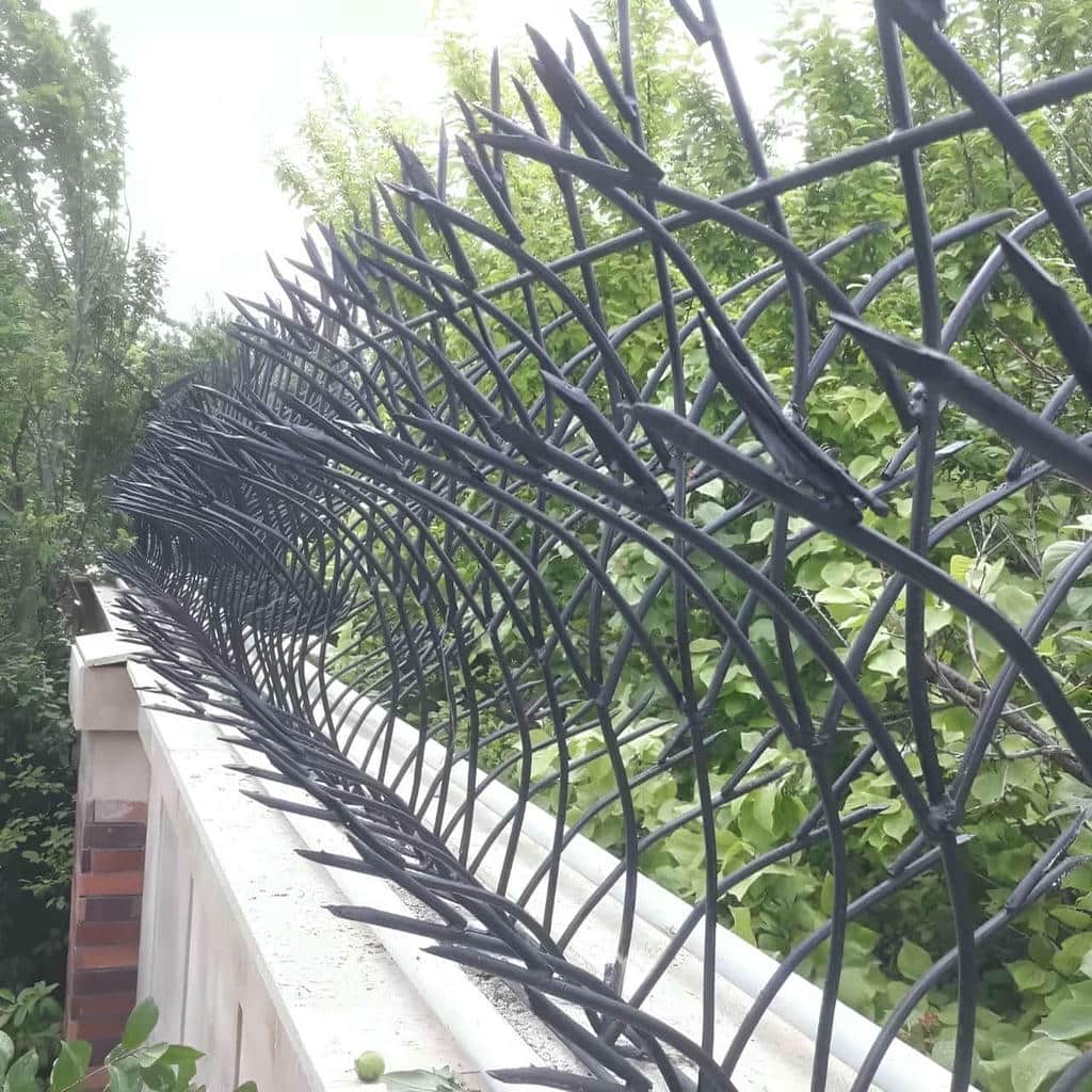 حفاظ شاخ گوزنی در سنندج