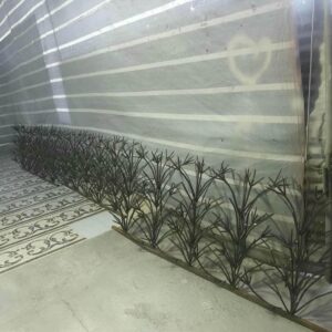 حفاظ شاخ گوزنی در تبریز