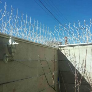 حفاظ شاخ گوزنی در قزوین