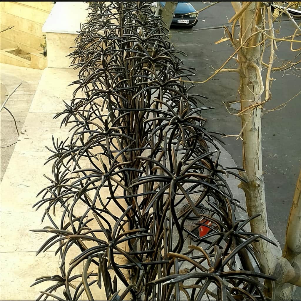 حفاظ نخل مرداب نمای بیرونی