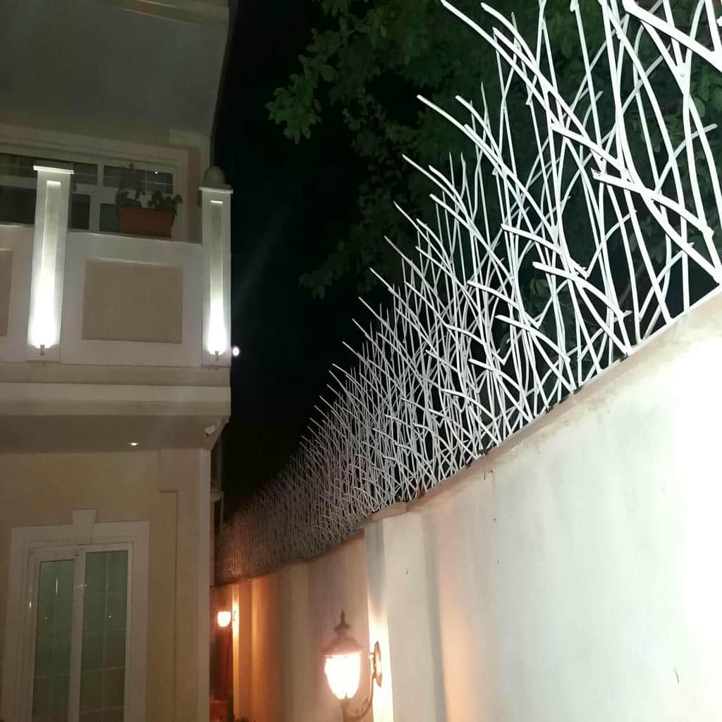 سایه شاخه های سرنیزه ای روی دیوار گچی